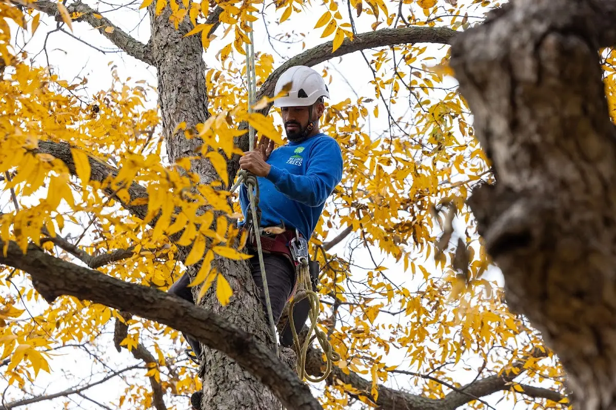Skilled Tree Pruning crew working in Yermo