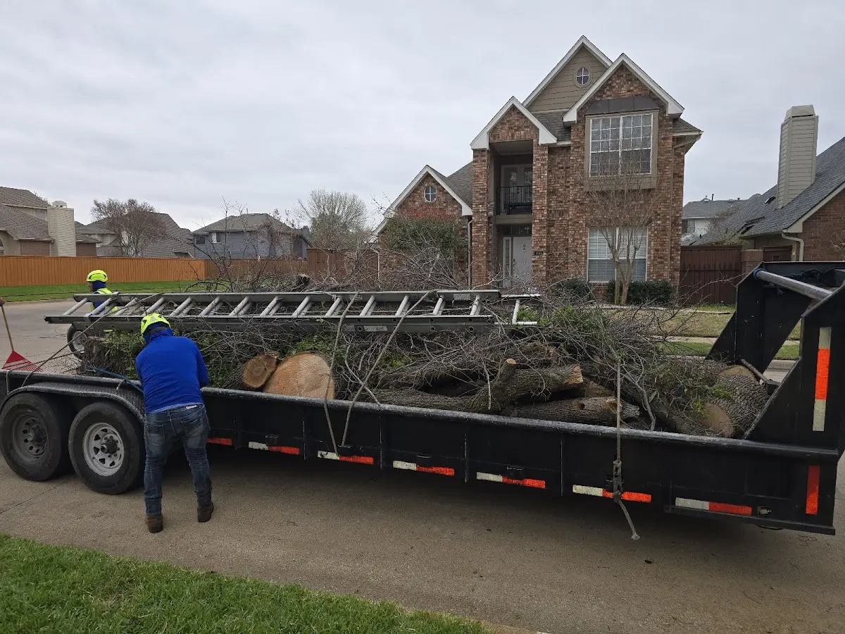 Expert Tree Removal with proper safety equipment in Yermo